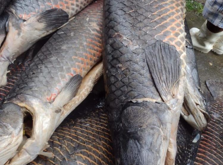 Feira do Pirarucu acontece em Manaus neste fim de semana