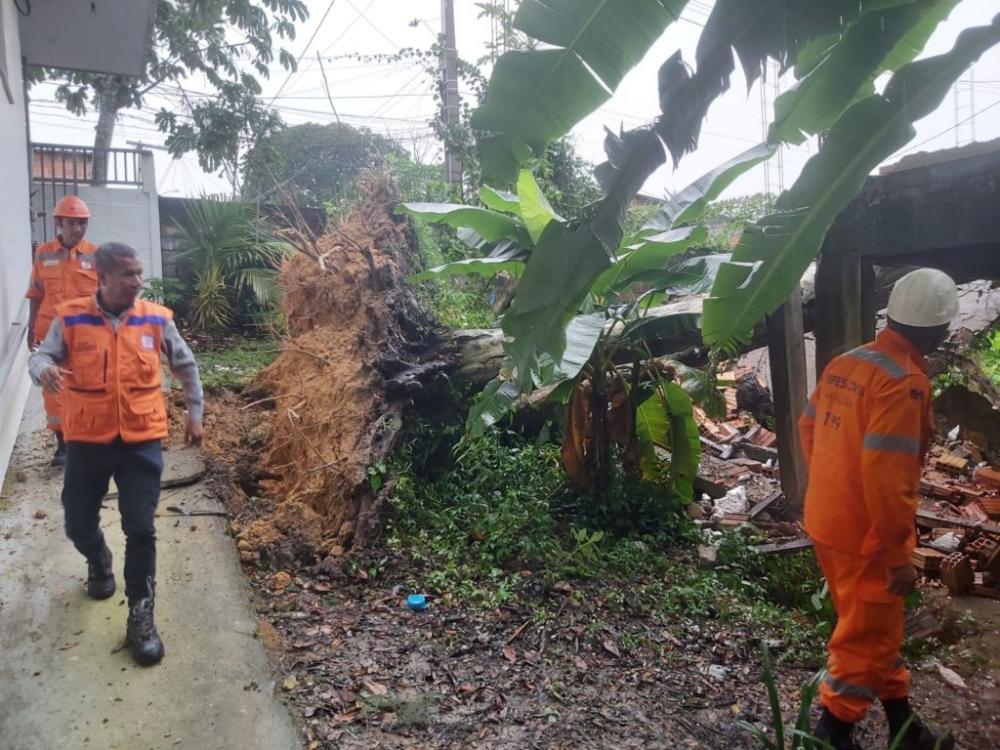 Chuva intensa causa queda de árvores em Manaus nesta sexta-feira