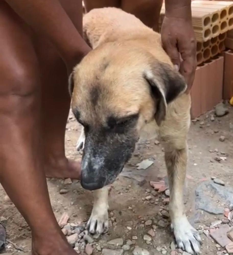 Homem flagrado batendo em cachorro com ripa de madeira é militar do Exército