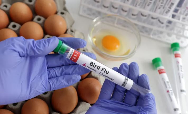 Em menos de 10 dias, sete estados decretaram situação de emergência por gripe aviária