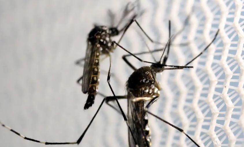 Brasil se aproxima de 1 milhão de casos prováveis de dengue