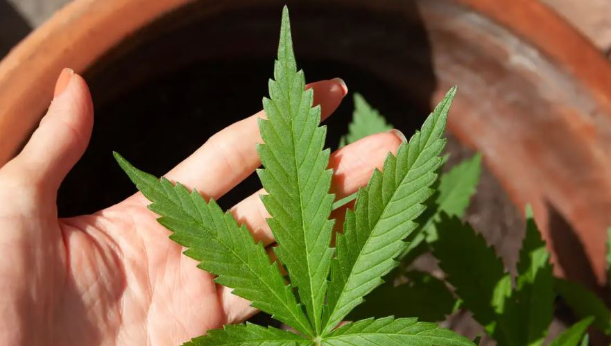 Ministra quer discutir legalização da maconha para fins farmacêuticos no Brasil