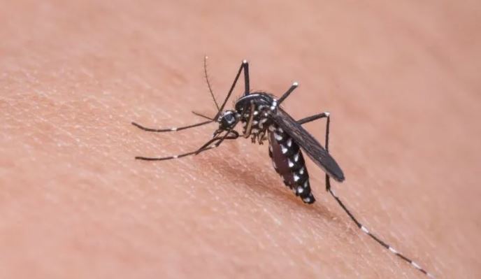 Brasil registra mais de um milhão de casos de dengue em 2024