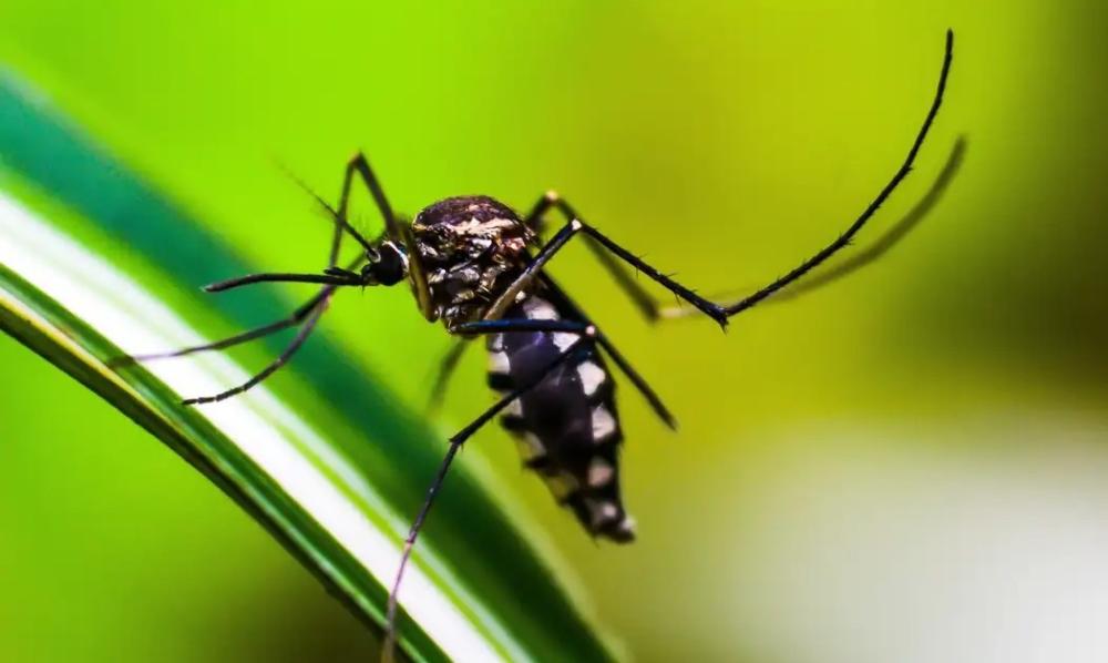 Dengue: continente americano pode registrar pior surto da história em 2024, alerta Opas