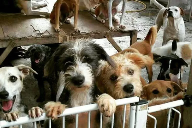 Lei que cria abrigos de animais abandonados avança na Câmara Municipal de Manaus