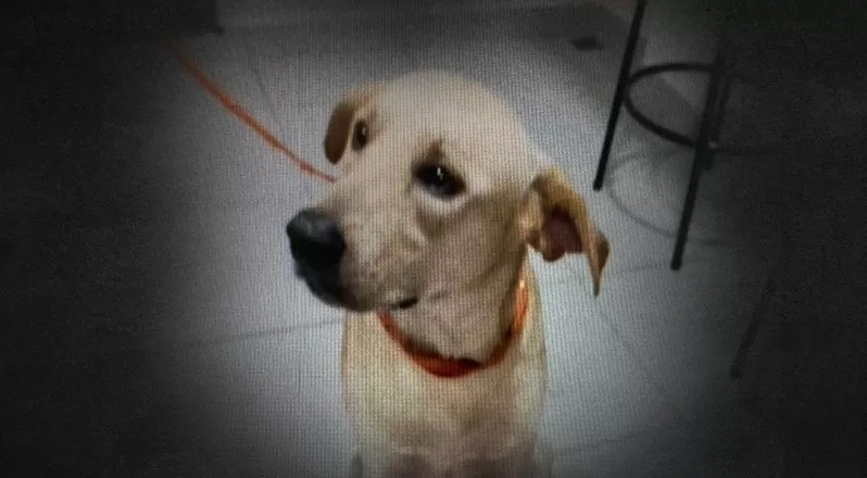 Homem é preso após matar cachorro a facadas em Manaus