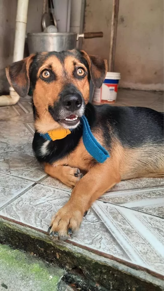 Prefeitura alerta a população sobre a Campanha de Vacinação Antirrábica