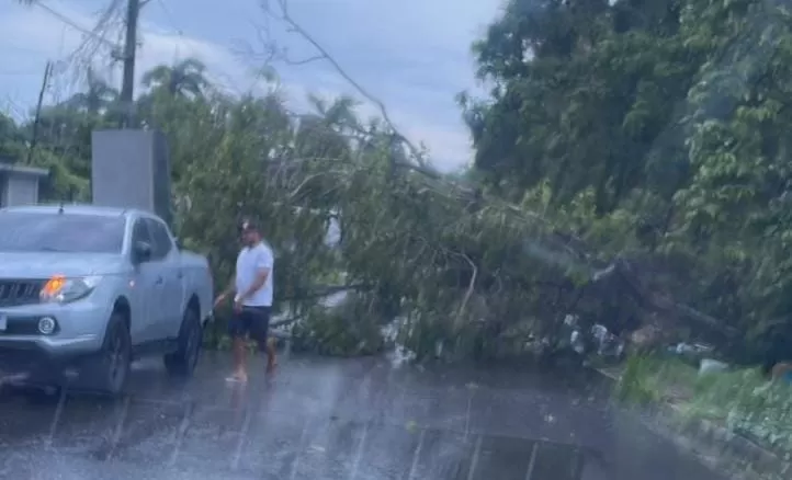 Árvore cai e causa desastre em via pública de Manaus; veja vídeo 