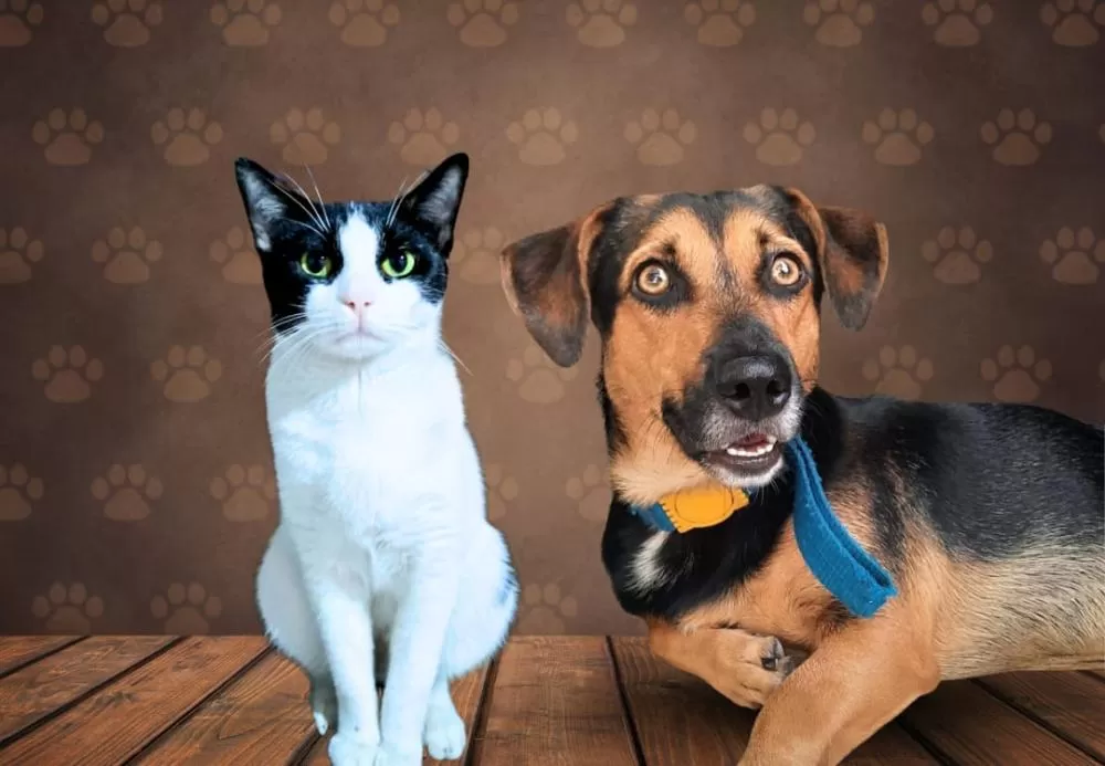 Animais domésticos terão direito a RG com cadastro nacional