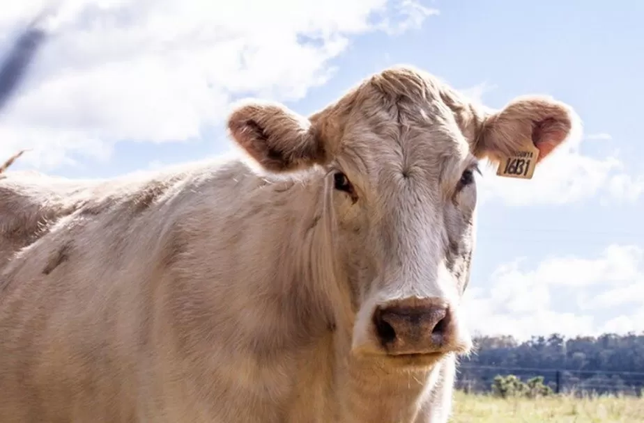 Homem tenta estuprar vaca, leva coice e morre no DF