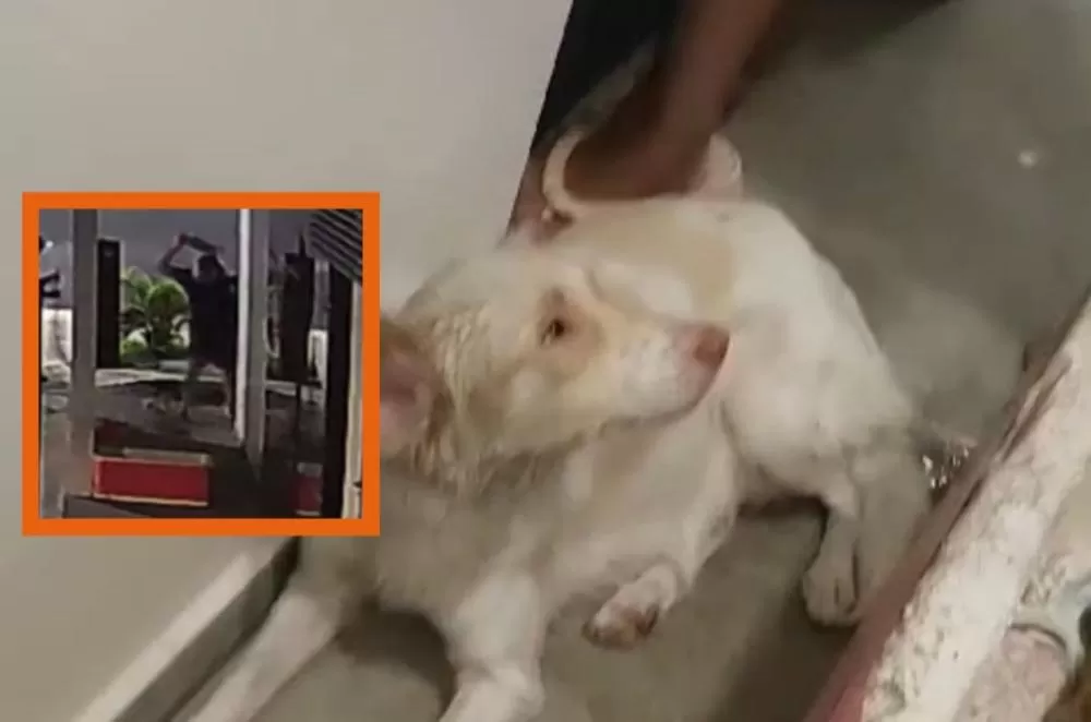 Homem agride cadela de resguardo a pauladas em posto de combustível em Manaus; vídeo