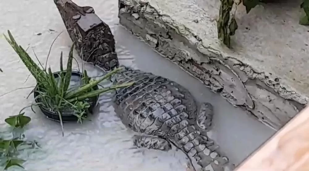 Moradora flagra jacaré na porta de sua casa durante chuva em Manaus; vídeo 