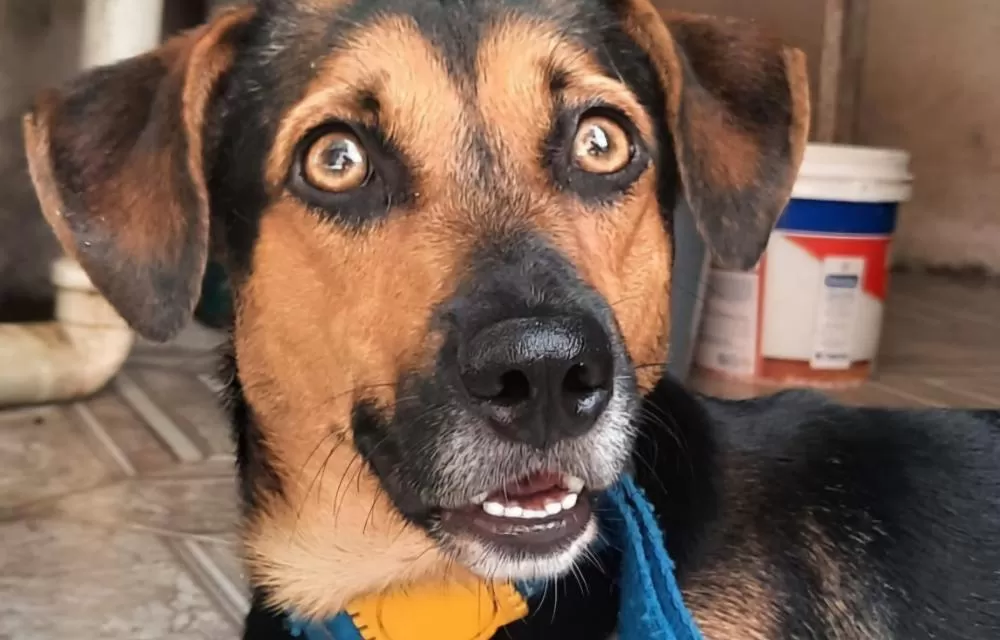 Saiba como funciona o SinPatinhas, novo RG Animal para cães e gatos