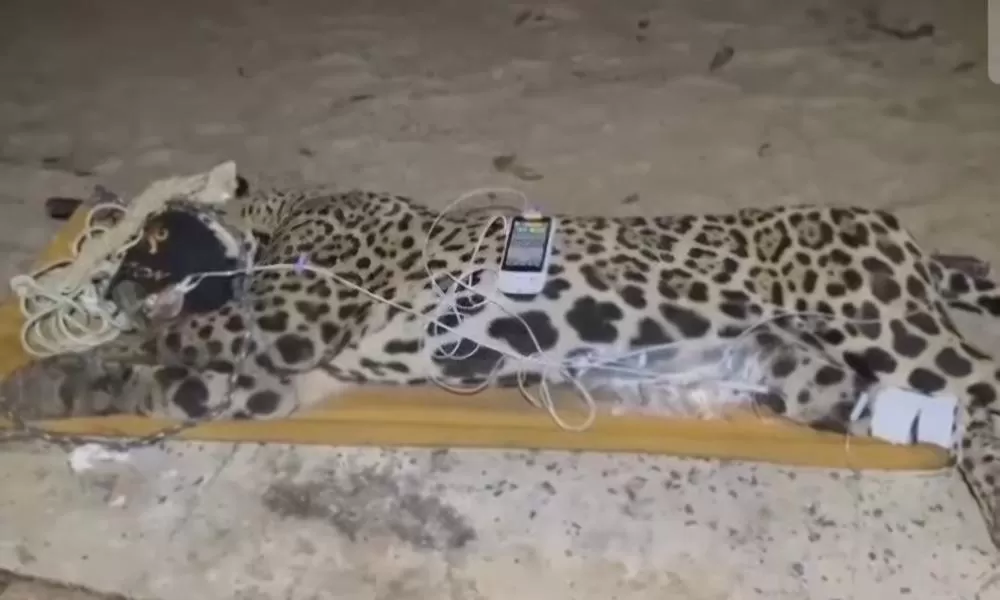 Onça-pintada que matou caseiro no Pantanal é capturada; veja o vídeo