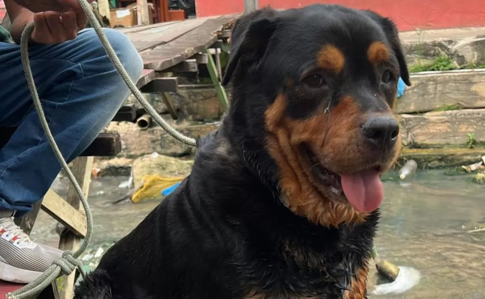 Cadela é encontrada em igarapé na Betânia com a pata ferida; compartilhem