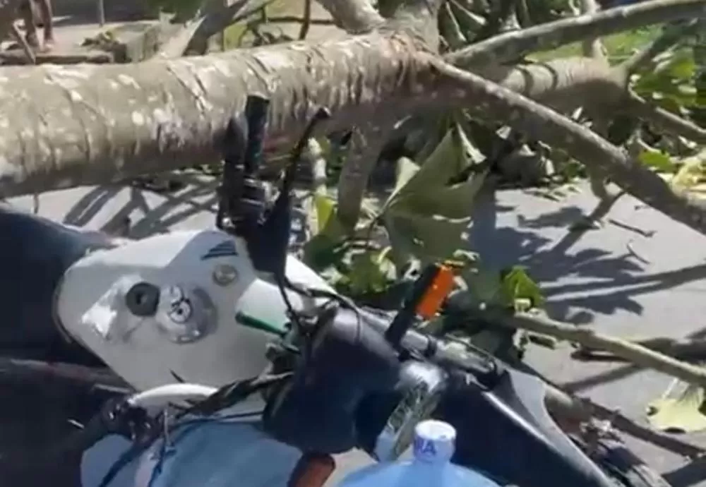 Entregador fica em estado grave após ser atingido por árvore