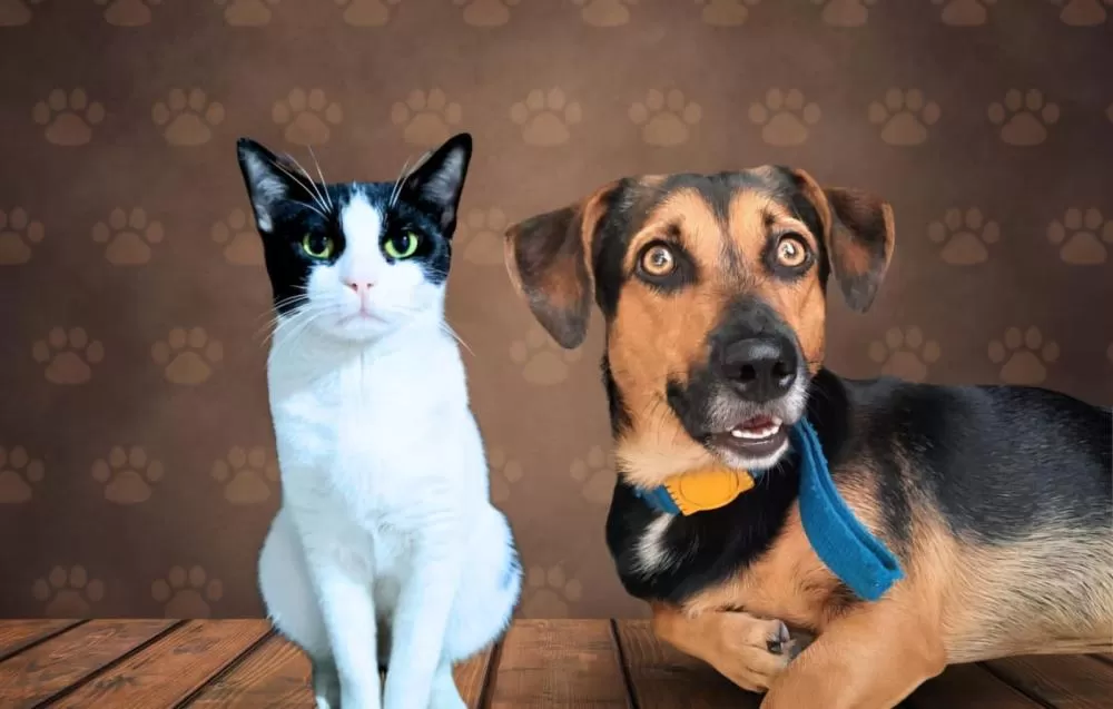 Tutores de cães e gatos poderão receber ração gratuita em Manaus; saiba como se inscrever