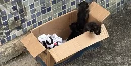 Gatinhos são deixados na rua em plena luz do dia em Manaus; veja vídeo