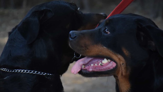 Bebê de 10 meses é morto por dois cães Rottweilers de sua casa 