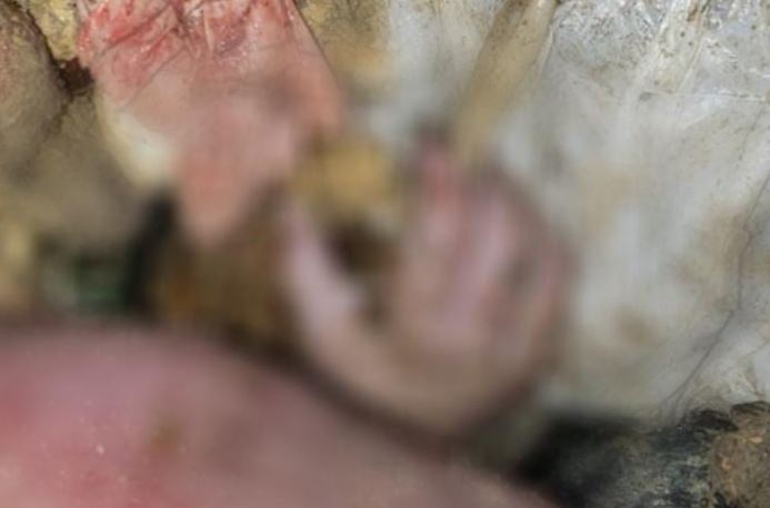 Bebê recém-nascido é brutalmente assassinado e jogado no lixão dentro de uma sacola