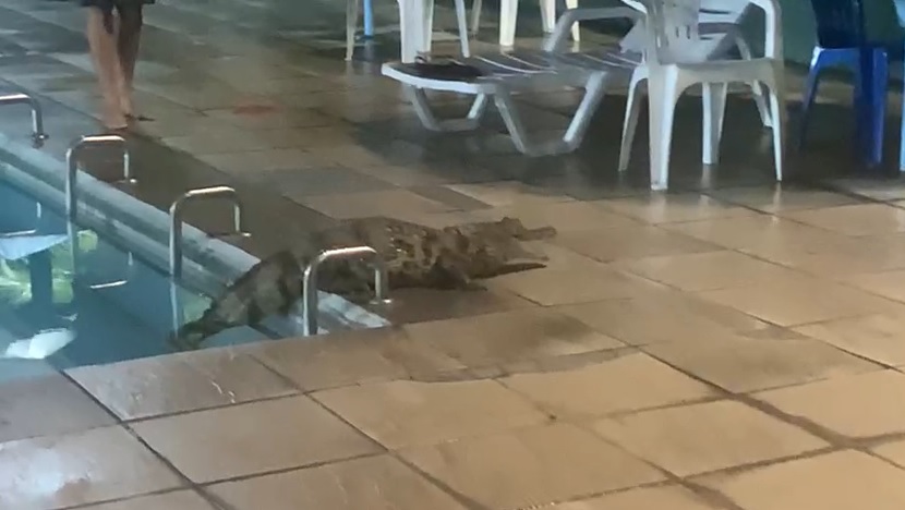 Jacaré é encontrado dentro de piscina do Bosque Clube, em Manaus