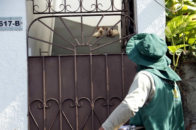 Prefeitura de Manaus abre inscrições de processo seletivo para contratação de vacinadores da campanha antirrábica