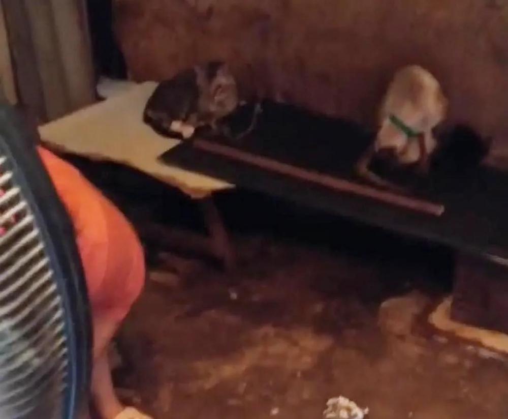 Urgente: Internautas denunciam maus tratos feitos a mais de 40 gatos; veja o vídeo
